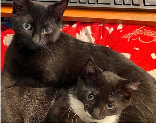JERMAINE - Domestic Short Hair for adoption in Springfield