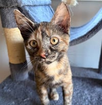 MARCIE - Photo 1