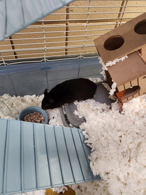 LIDDY - Hamster available for adoption