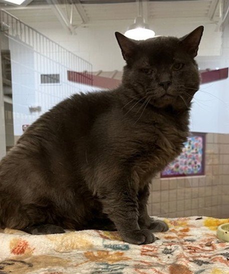 JAMES - Domestic Short Hair for adoption in Springfield