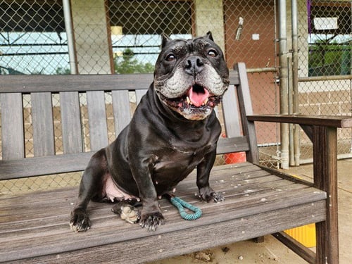 BERTHA - Bulldog / Pug for adoption in Springfield