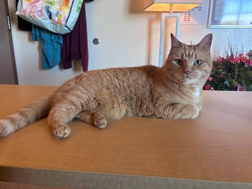 PRECIOUS - Domestic Short Hair for adoption in Springfield