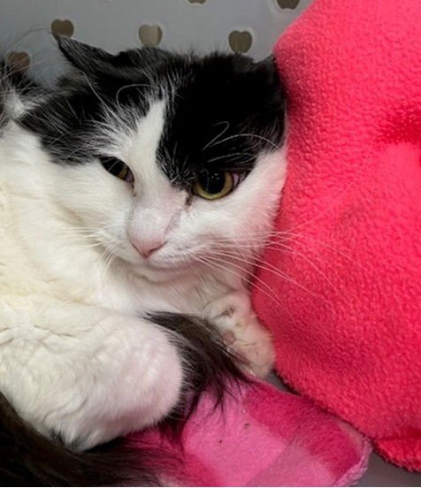 MIMI - Domestic Long Hair available for adoption