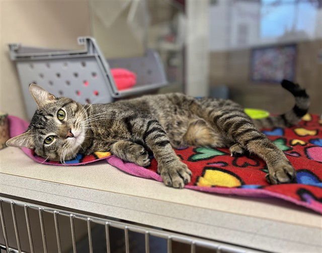 ONYX - Domestic Short Hair available for adoption