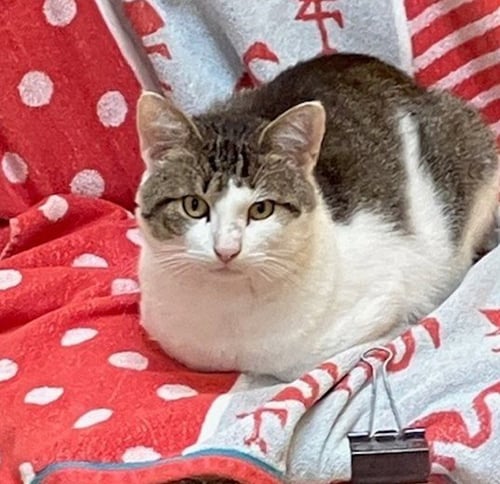 SHANE - Domestic Short Hair available for adoption