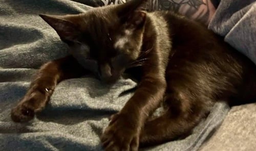 JORDAN - Domestic Short Hair for adoption in Springfield