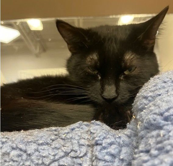 PRINCESS - Domestic Medium Hair available for adoption