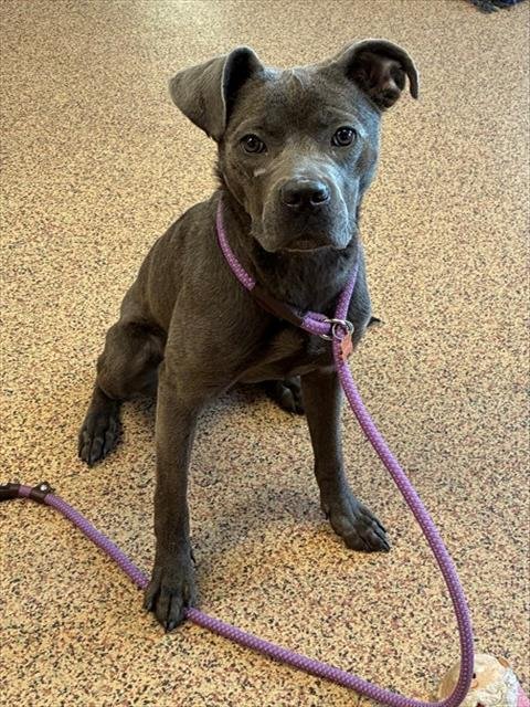 DANIELLE - American Pit Bull Terrier for adoption in Springfield