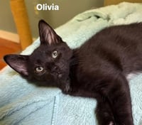 OLIVIA - Photo 1