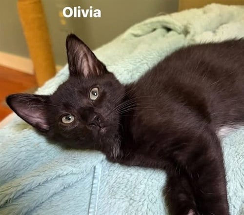 OLIVIA - Domestic Short Hair for adoption in Springfield