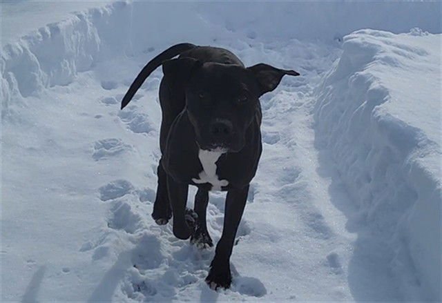 JOHNNY - Pit Bull Terrier available for adoption