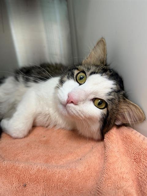 *BORSCHT - Domestic Medium Hair available for adoption