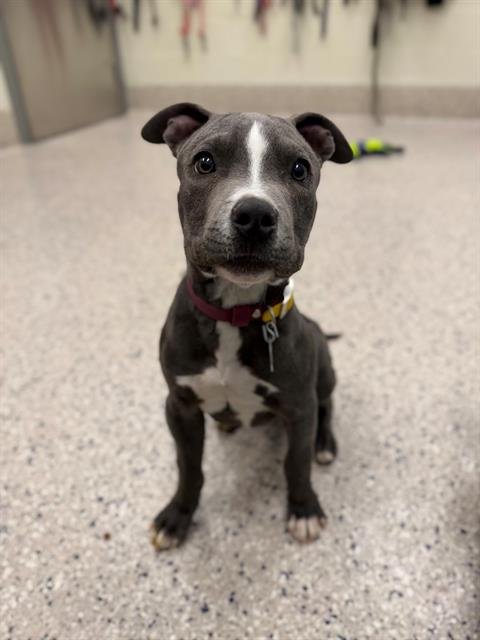 *BENJAMIN BUTTON - American Pit Bull Terrier available for adoption