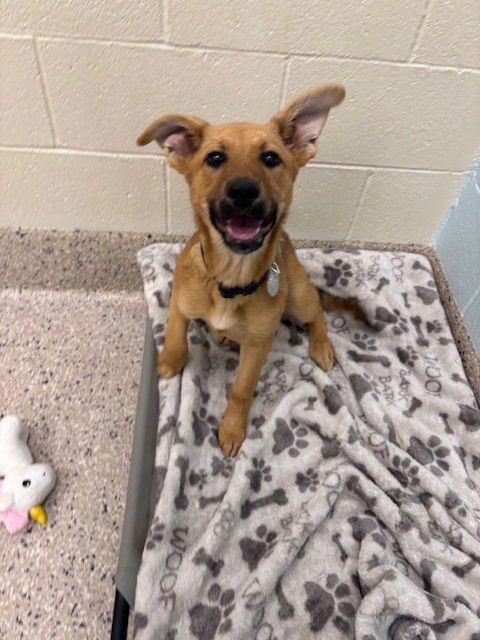 *DANIELLE - German Shepherd Dog available for adoption