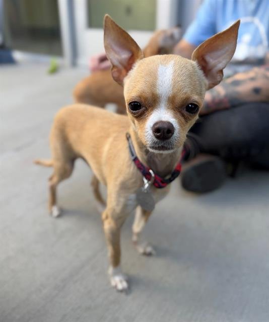 *TANGERINE - Chihuahua available for adoption