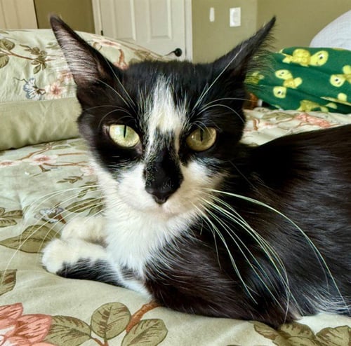 *BETTY - Domestic Short Hair available for adoption