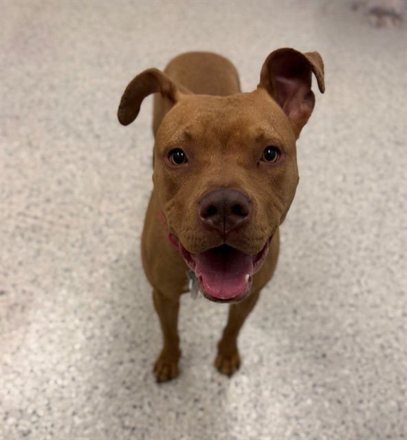 *AMBER - American Pit Bull Terrier available for adoption