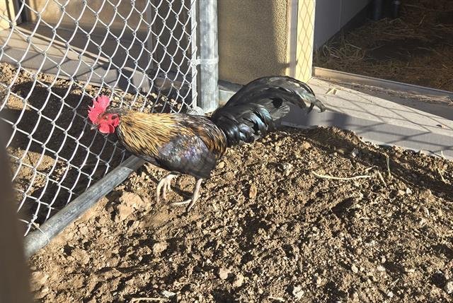 *WORM - Chicken available for adoption