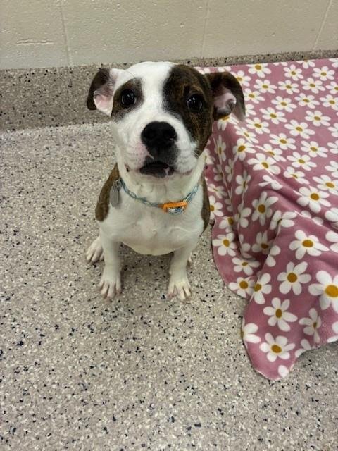 ELLA - American Bulldog available for adoption