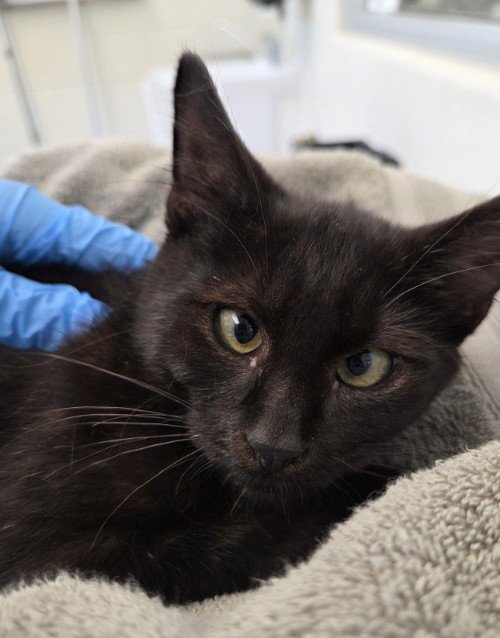*CRITTER - Domestic Short Hair available for adoption