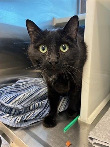 *BARB - Domestic Short Hair available for adoption