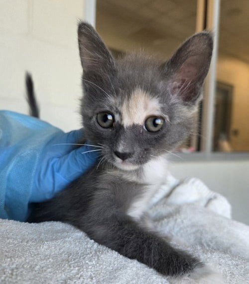 *PISTACCHIO - Domestic Short Hair for adoption in Thornton