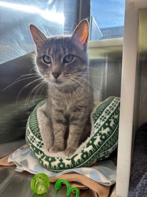 *NORAH - Domestic Short Hair available for adoption