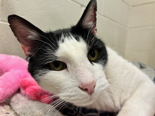 *JAZZY - Domestic Short Hair available for adoption