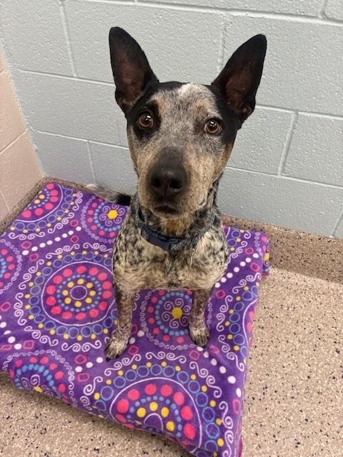 TAP - Australian Cattle Dog/Blue Heeler available for adoption
