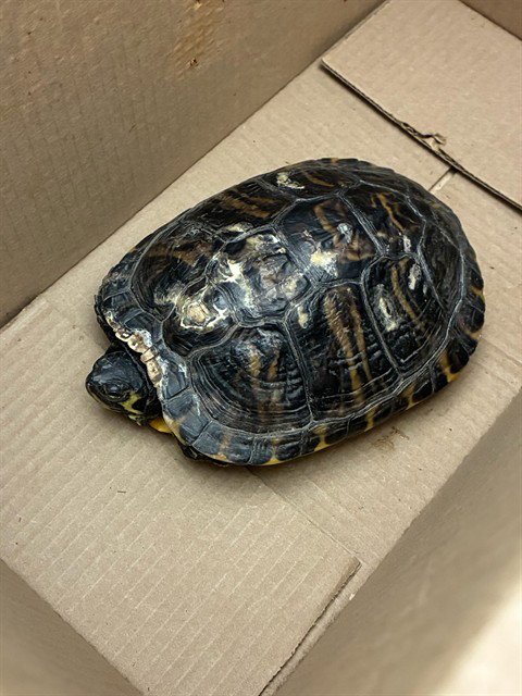 *GLENN - Turtle available for adoption