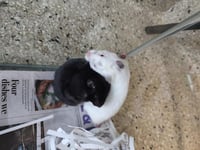 *ZIP - Photo 1