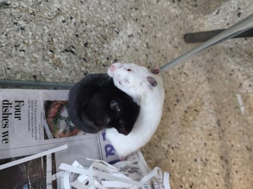 *ZIP - Hamster available for adoption