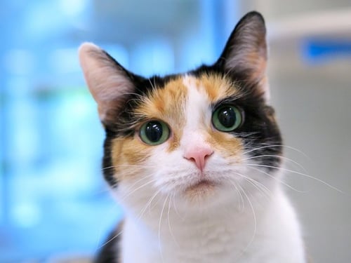 LUCY - Domestic Short Hair available for adoption
