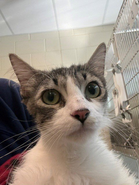 SPONGE - Domestic Long Hair for adoption in Thornton