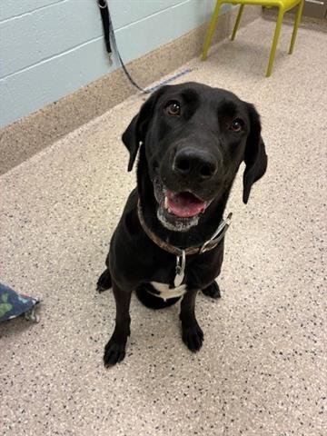 SHADOW - Labrador Retriever available for adoption
