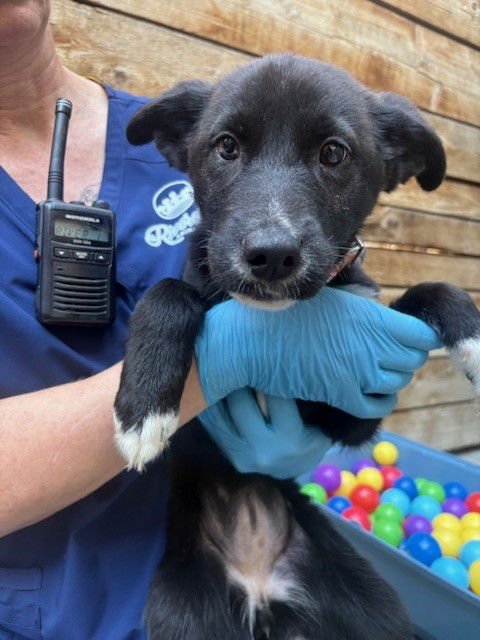 *MIRABELLE JUNO - Border Collie / Siberian Husky available for adoption