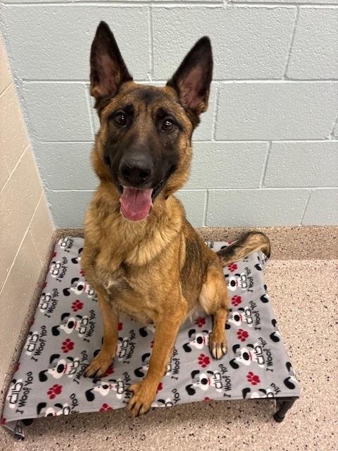 FOXY - Belgian Shepherd Malinois / German Shepherd Dog available for adoption