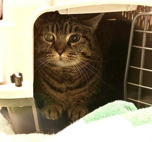 COCO - Domestic Short Hair for adoption in Thornton