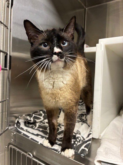 *KINDLE - Snowshoe available for adoption