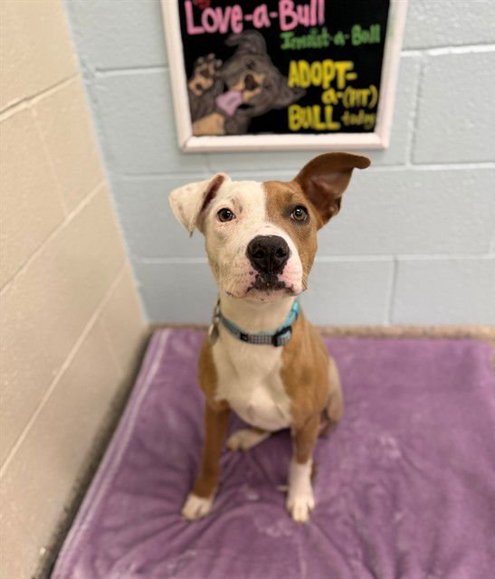 STORMY - Pit Bull Terrier available for adoption