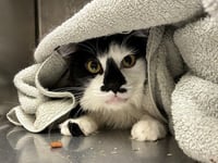 OREO - Photo 1