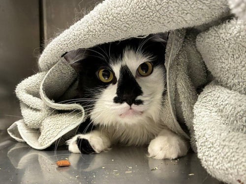 OREO - Domestic Long Hair for adoption in Thornton
