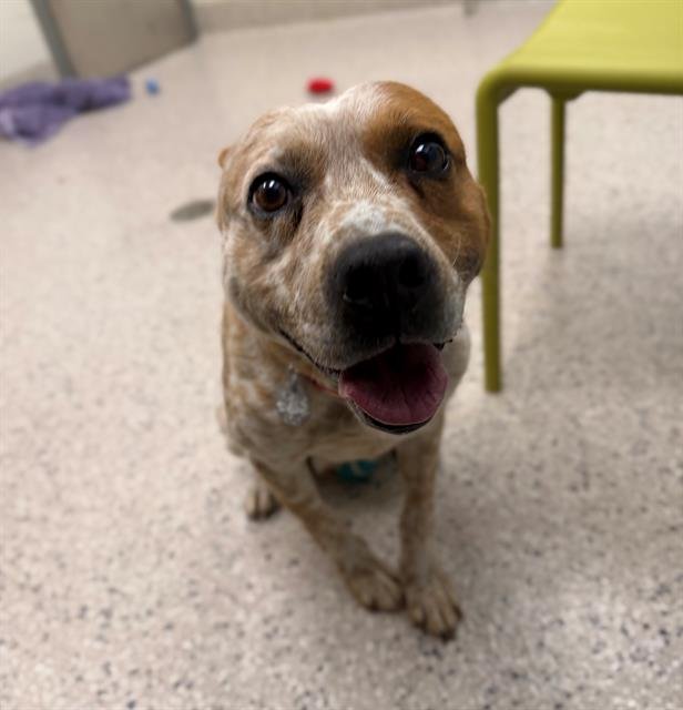 *FINNICK - Australian Cattle Dog/Blue Heeler available for adoption