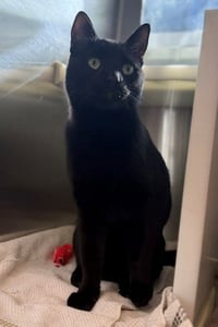 SIMON - Photo 1