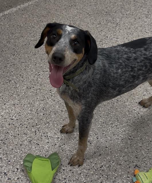COURAGE - Australian Cattle Dog/Blue Heeler available for adoption