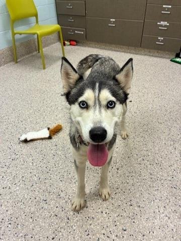 *JAVA - Siberian Husky available for adoption