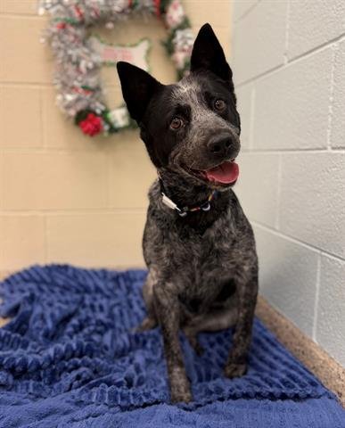 MISSY - Australian Cattle Dog/Blue Heeler available for adoption