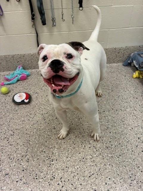 *OPAL - American Bulldog available for adoption