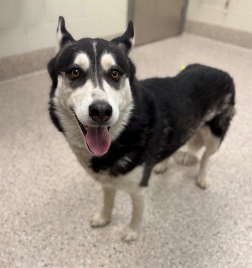 *WARWICK - Siberian Husky available for adoption