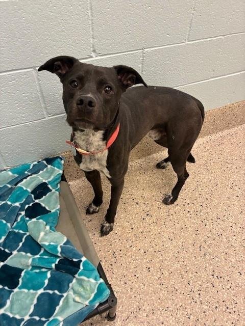 GOHAN - Australian Cattle Dog/Blue Heeler available for adoption